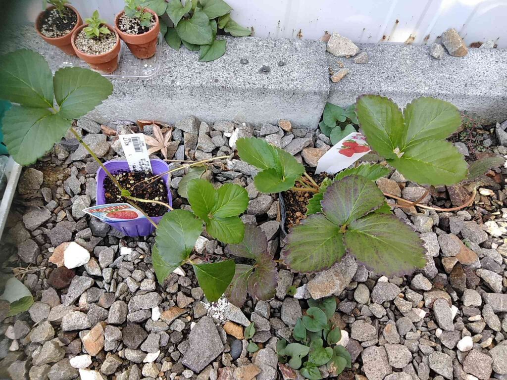 イチゴ苗を購入