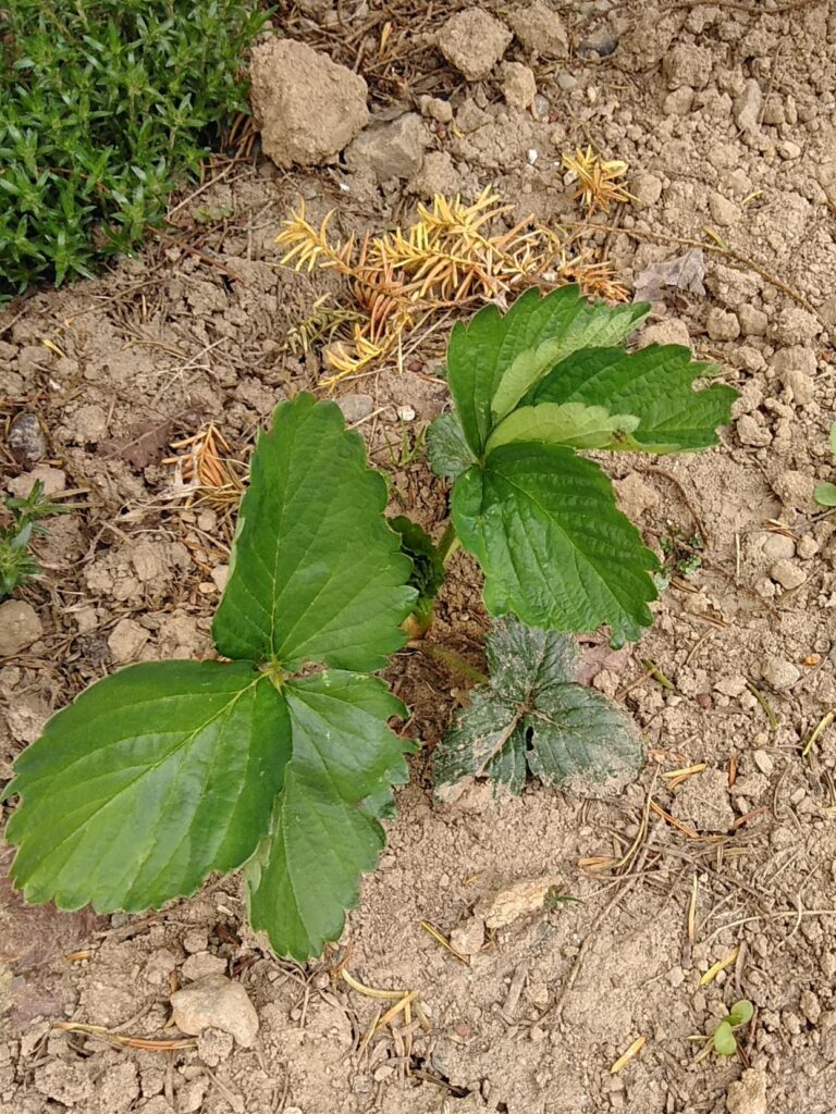 露地植え