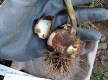 北海道で初心者が チューリップ 栽培に挑戦した記録2 ～球根の堀りあげから植え付け～