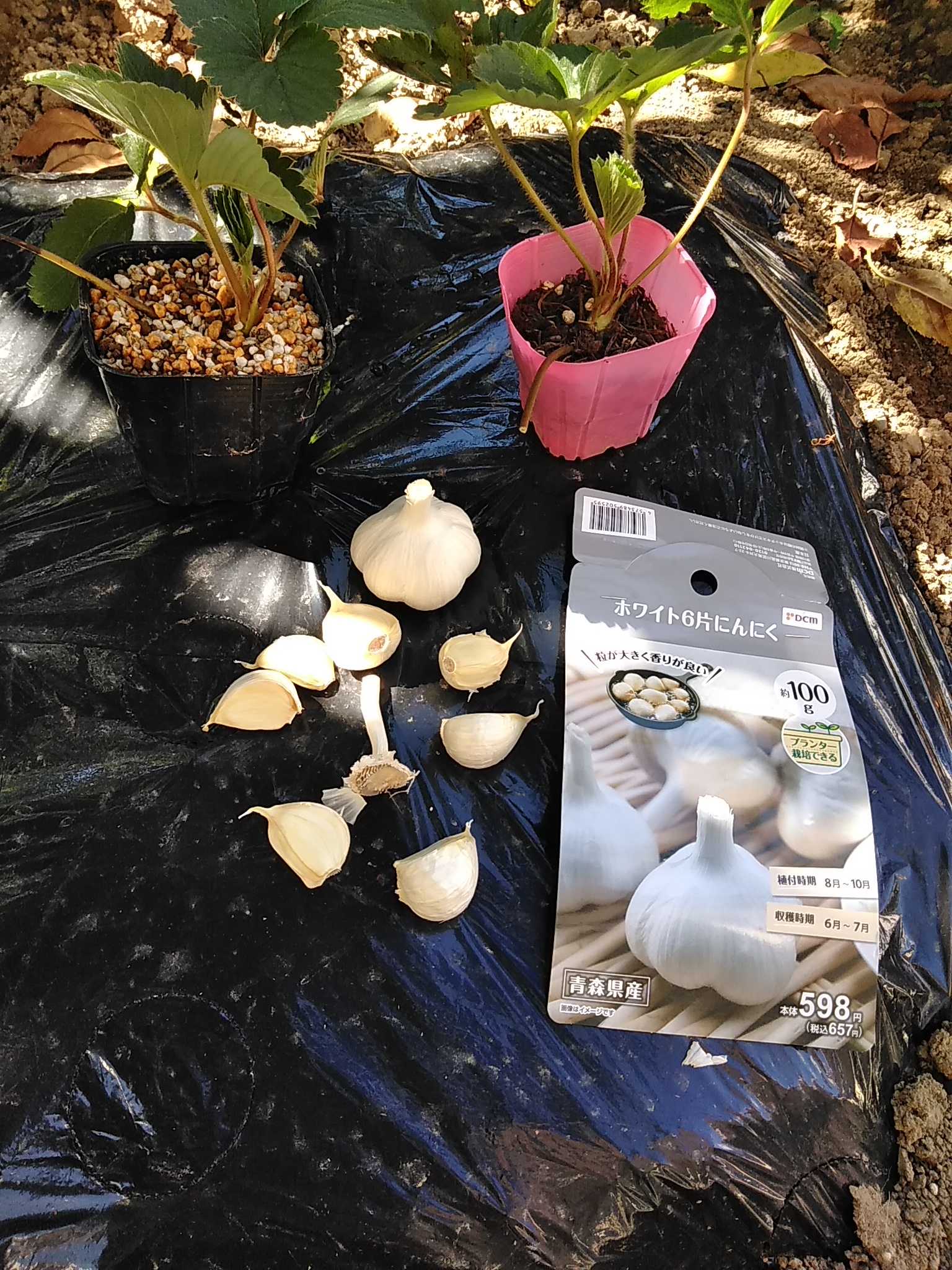 北海道で初心者が ニンニク 栽培に挑戦 / みどりでまたふるふる