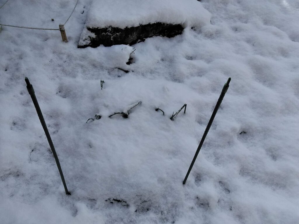 ニンニク 雪に埋もれた